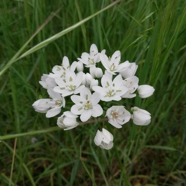 Allium neapolitanum Fiore