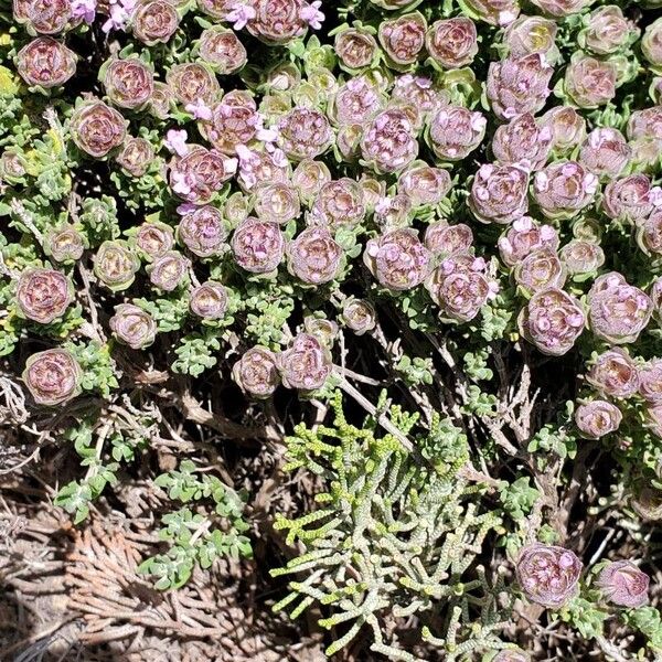 Thymus camphoratus Агульны выгляд