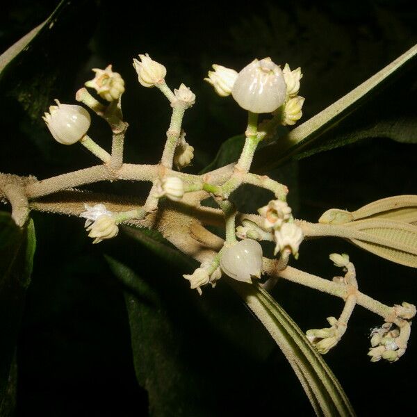 Miconia albertobrenesii Kwiat