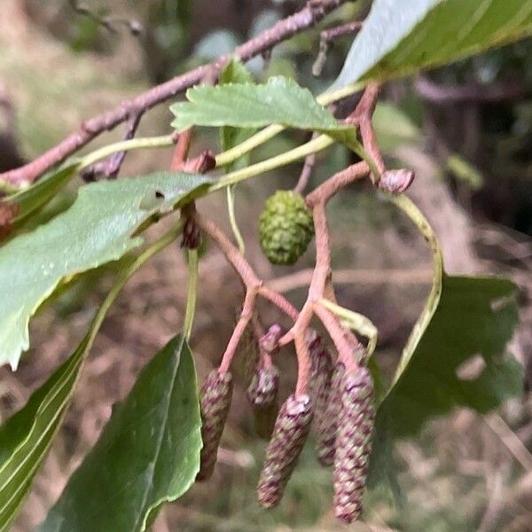 Alnus glutinosa Плод