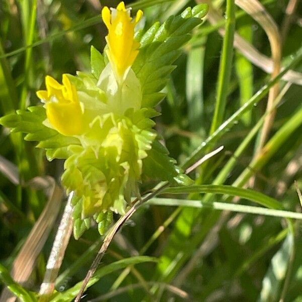 Rhinanthus minor Floro