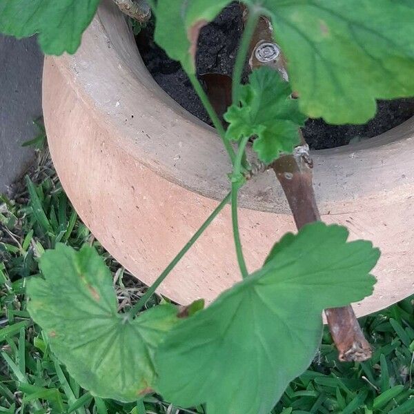 Pelargonium odoratissimum Liść