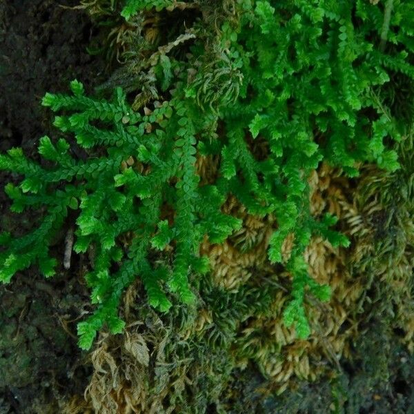 Selaginella denticulata Deilen