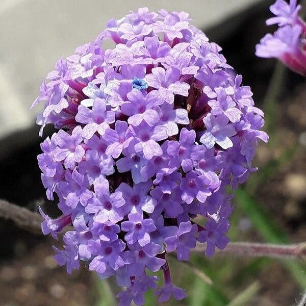 Verbena bonariensis (Argentine vervain)