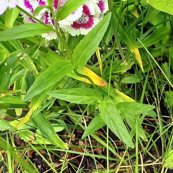 Dianthus barbatus Foglia