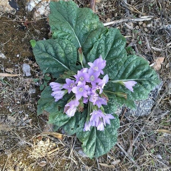 Mandragora autumnalis Flower