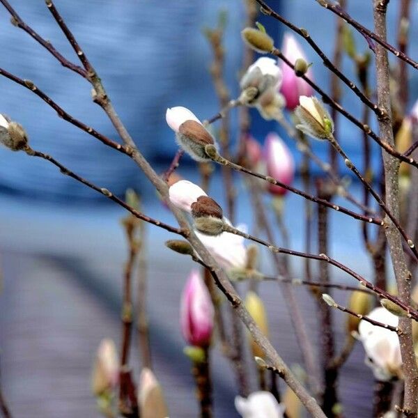 Magnolia × soulangeana Fleur