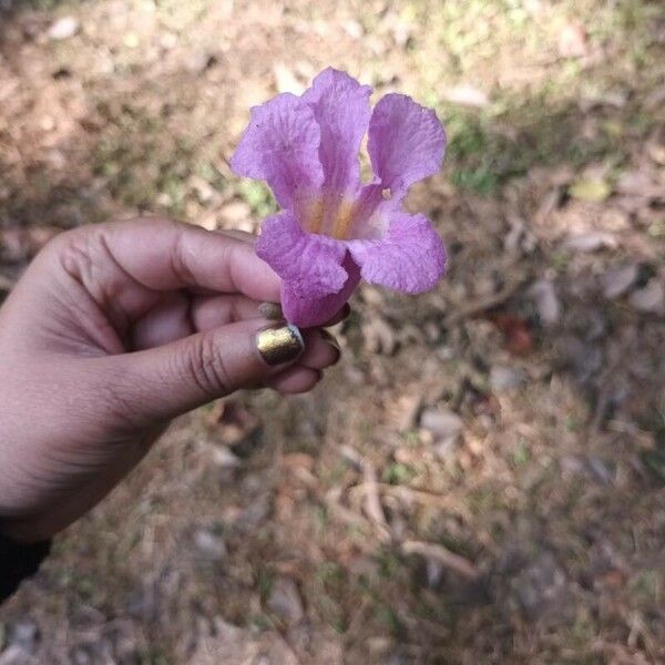 Tabebuia rosea फूल