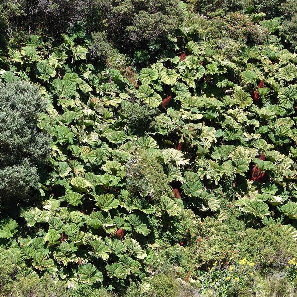 Gunnera insignis Habit