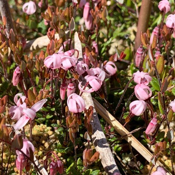 Vaccinium oxycoccos Flower