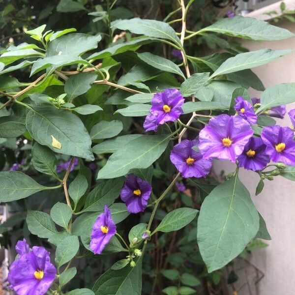 Solanum laciniatum ফুল