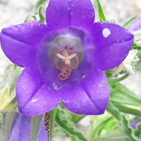 Campanula speciosa Virág