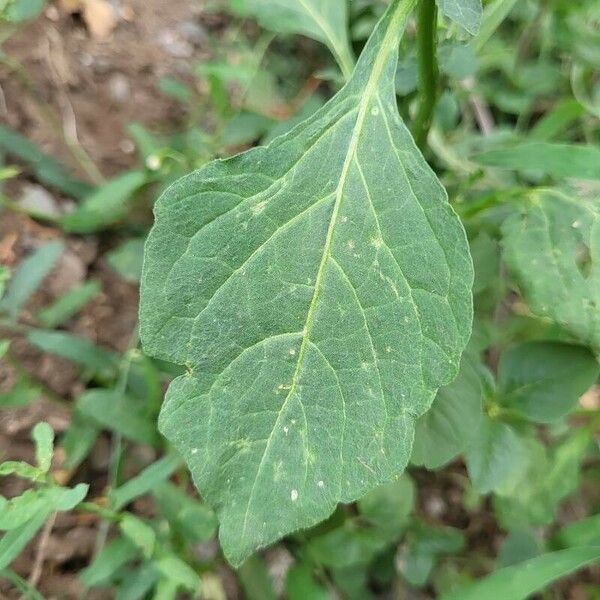 Solanum americanum Folha