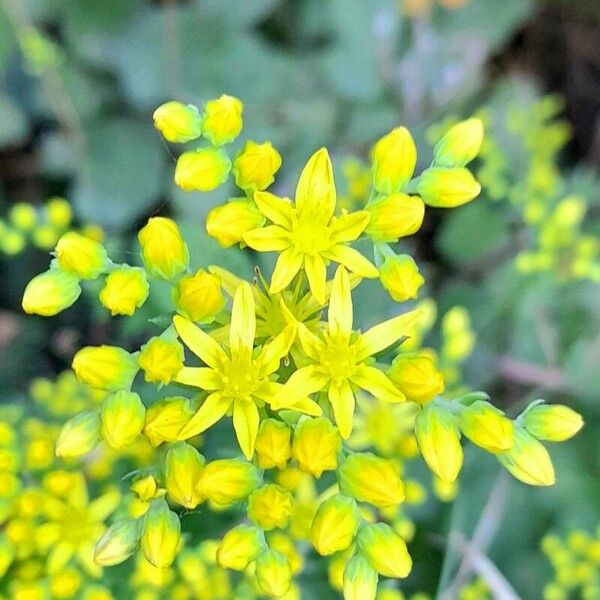 Petrosedum rupestre Lorea