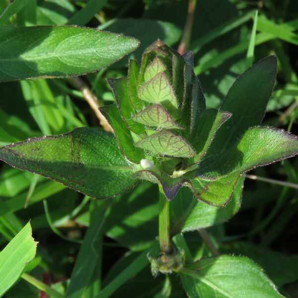 Blechum pyramidatum Foglia