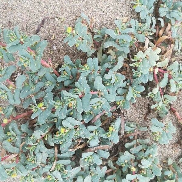 Euphorbia peplis Blomst