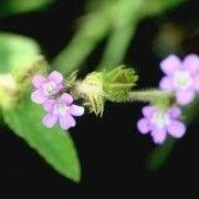 Melochia tomentosa Blomst