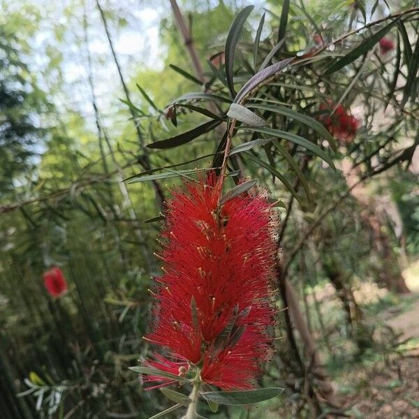 Callistemon viminalis Цвят