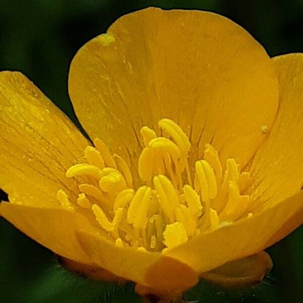 Ranunculus acris Bloem