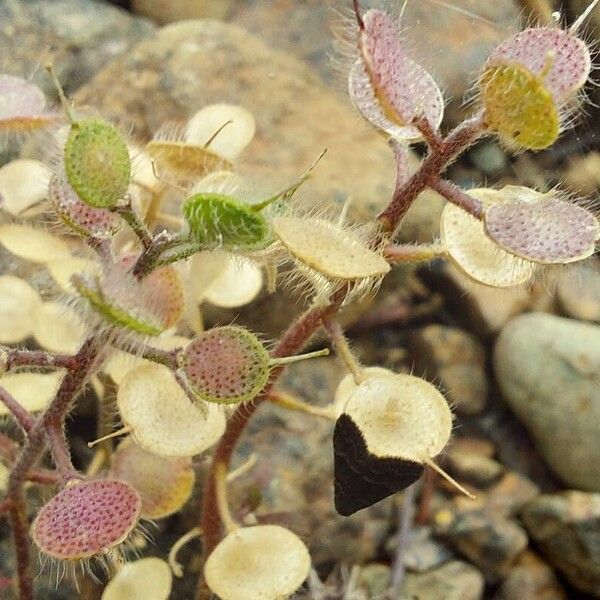 Alyssum simplex 果實