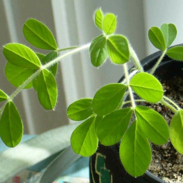 Arachis hypogaea Leaf