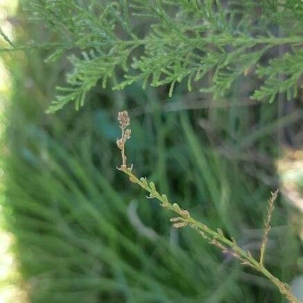 Tamarix ramosissima Feuille