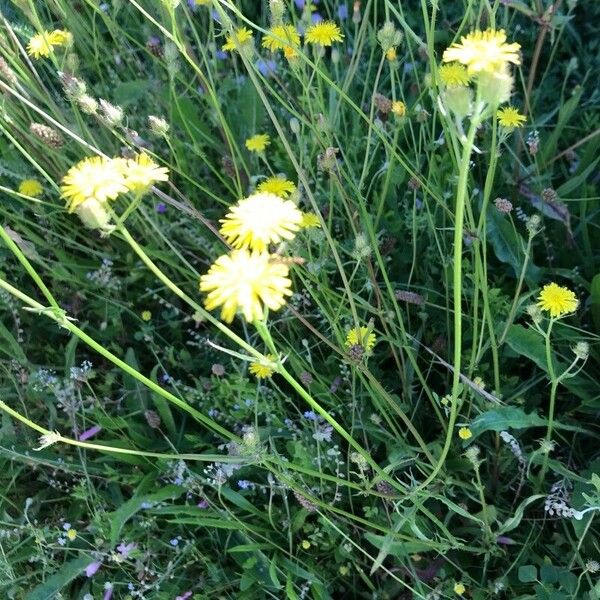 Crepis setosa Blomma