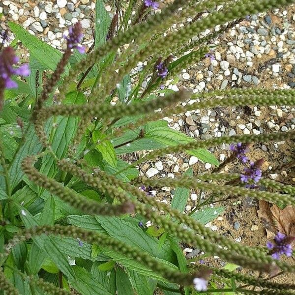 Verbena hastata Фрукт