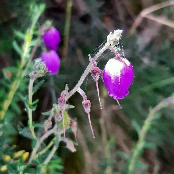 Daboecia cantabrica Flower