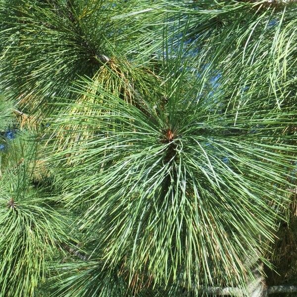 Pinus jeffreyi Blomst