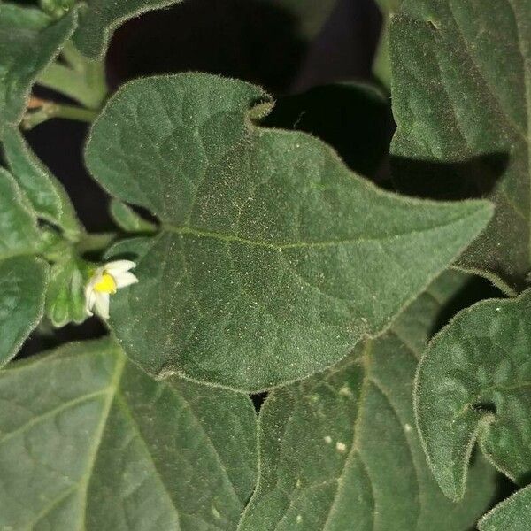 Solanum chenopodioides Frunză