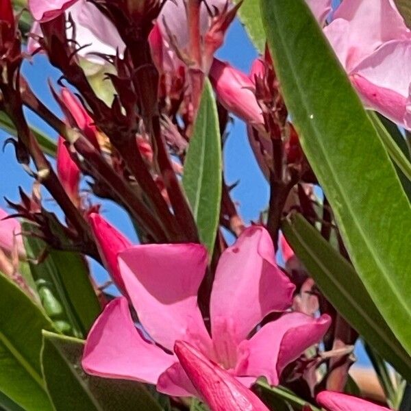 Nerium oleander Virág