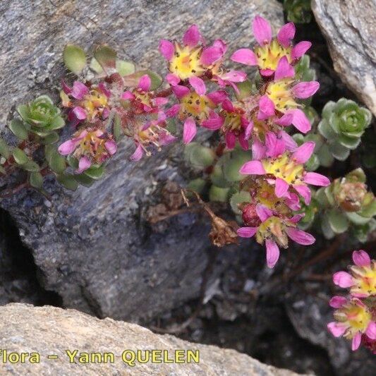 Saxifraga biflora 整株植物