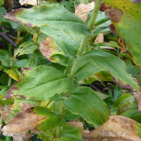 Silene chalcedonica Leaf