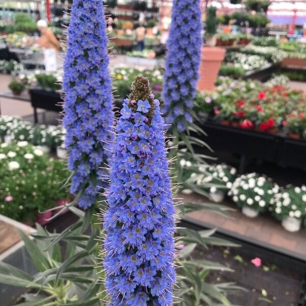 Echium webbii Flor