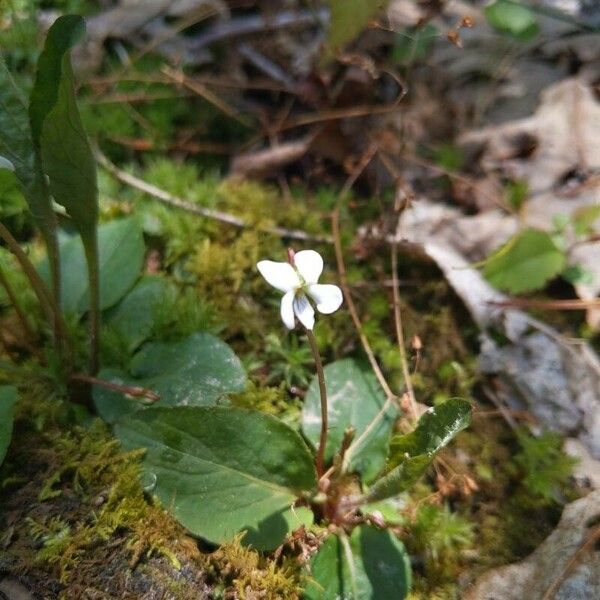 Viola lanceolata Flower