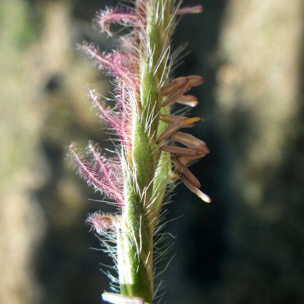 Heteropogon contortus Flower