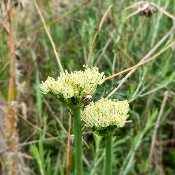 Allium cyrilli Fiore