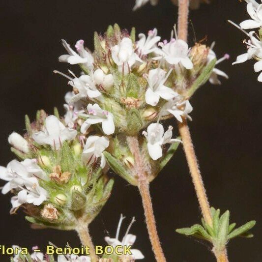 Thymus baeticus Costuma