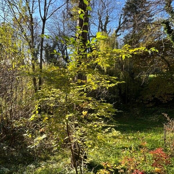 Styrax japonicus Natur