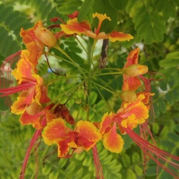 Caesalpinia pulcherrima फूल