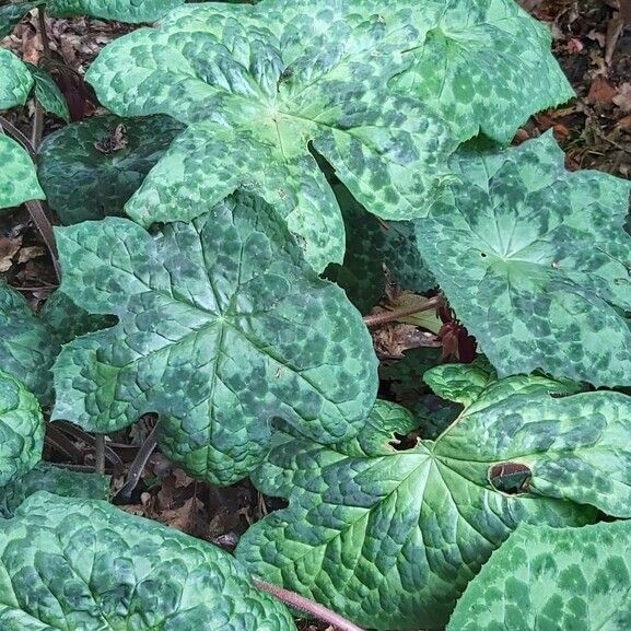 Podophyllum cv. 'Kaleidoscope' Blad