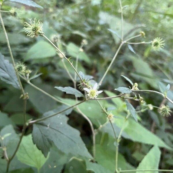 Geum canadense Кветка