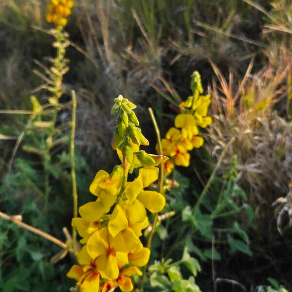 Crotalaria verdcourtii Kukka