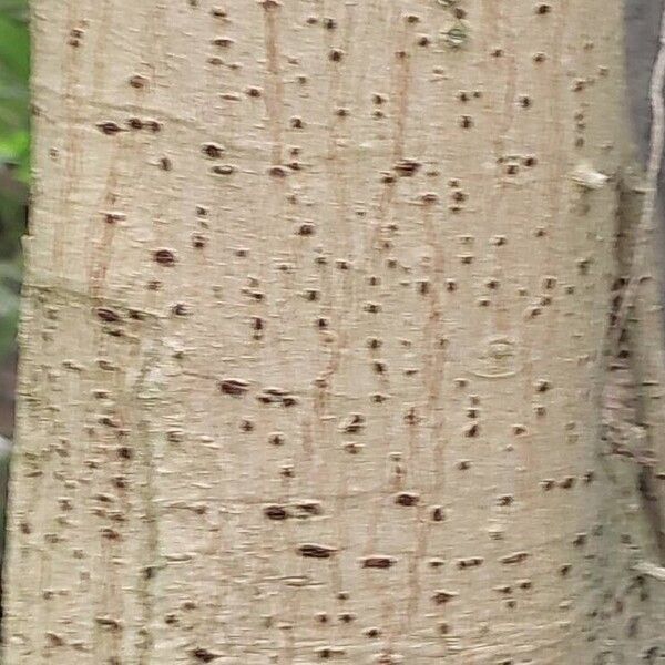 Ficus lutea बार्क (छाल)