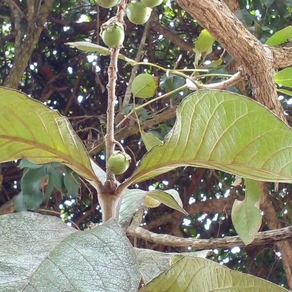 Byrsonima verbascifolia Fruit