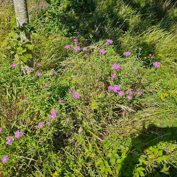 Centaurea jacea Flor