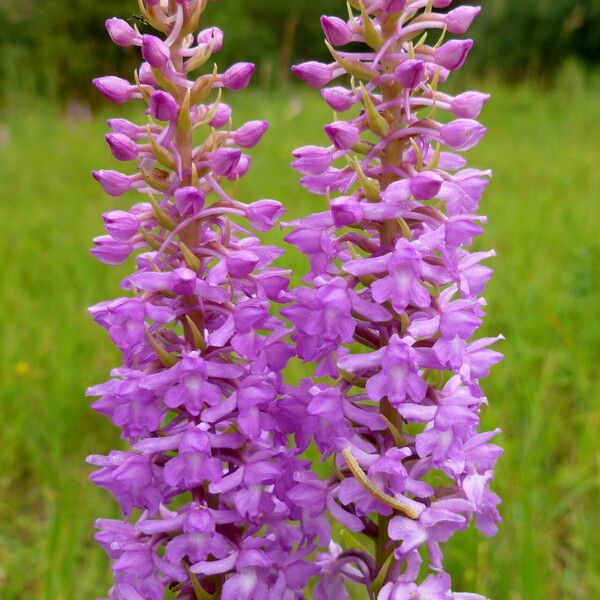 Gymnadenia conopsea Blomst