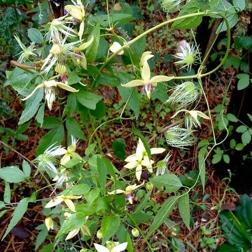 Clematis recta Характер