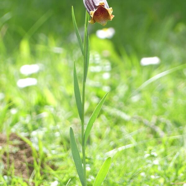 Fritillaria pyrenaica Celota